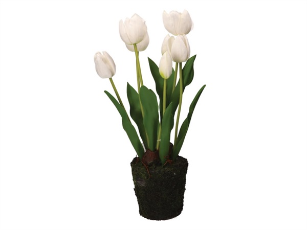 RITUALI DOMESTICI Anna, zolla tulipano bianco, taglia L