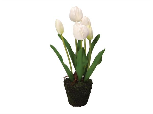 RITUALI DOMESTICI Anna, zolla tulipano bianco, taglia M