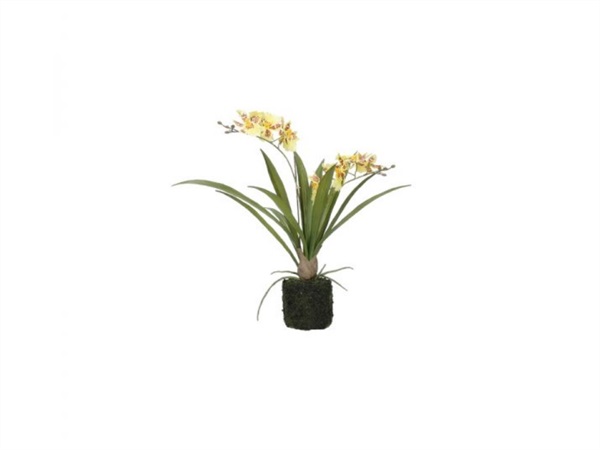 RITUALI DOMESTICI Veronica, zolla con orchidee gialle - s