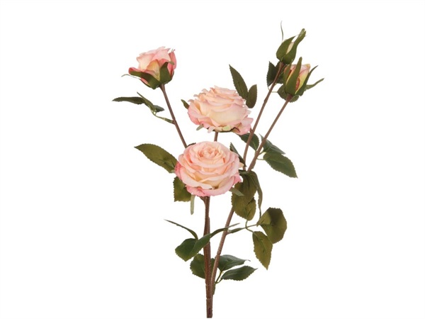 L'OCA NERA Rose rosa chiaro