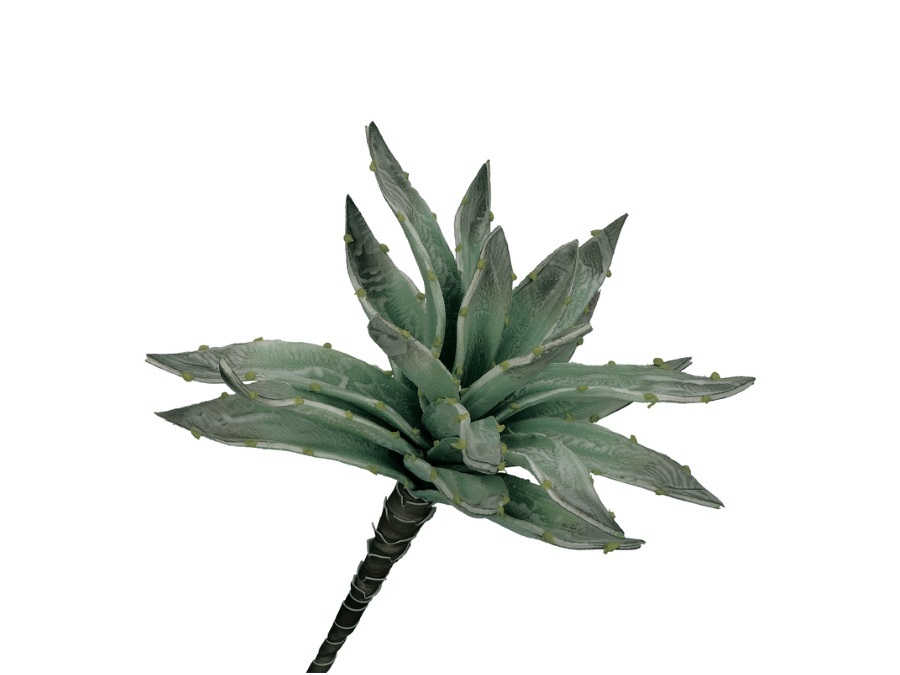 RITUALI DOMESTICI FLORA, argentea aloe