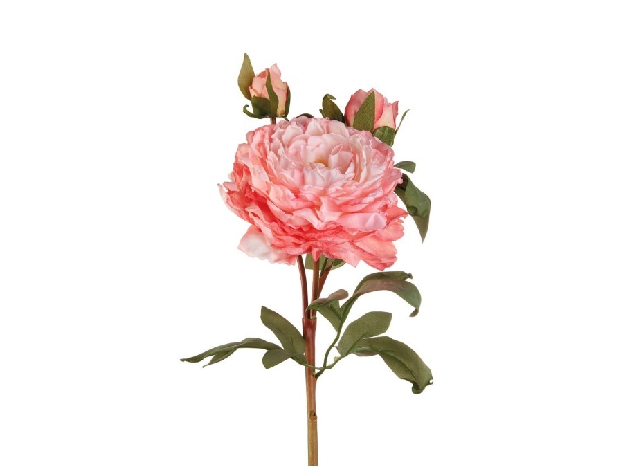 L'OCA NERA Peonia rosa