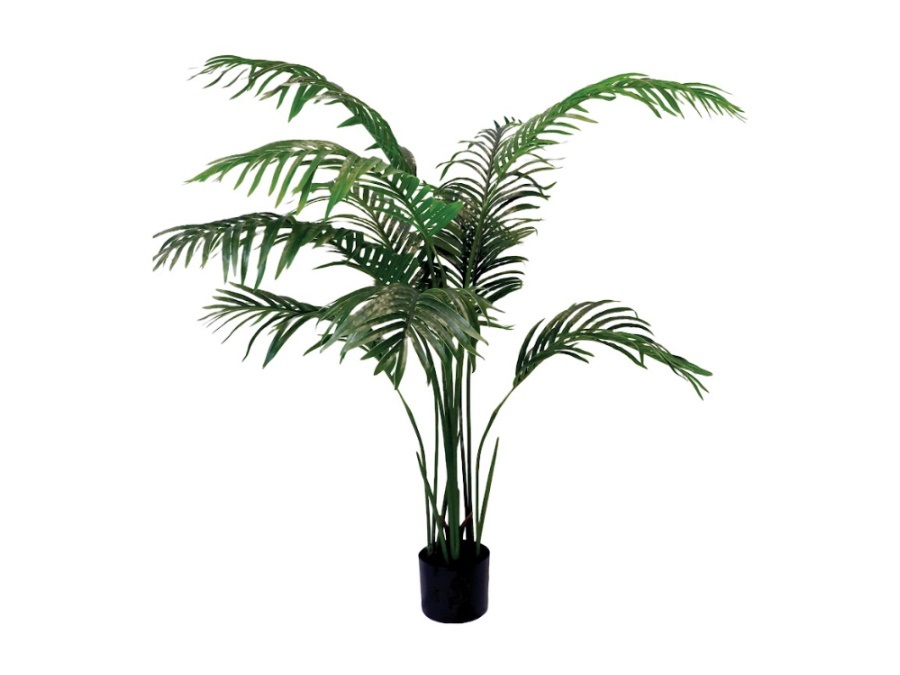 RITUALI DOMESTICI Piantala, areca in vaso, 145 cm