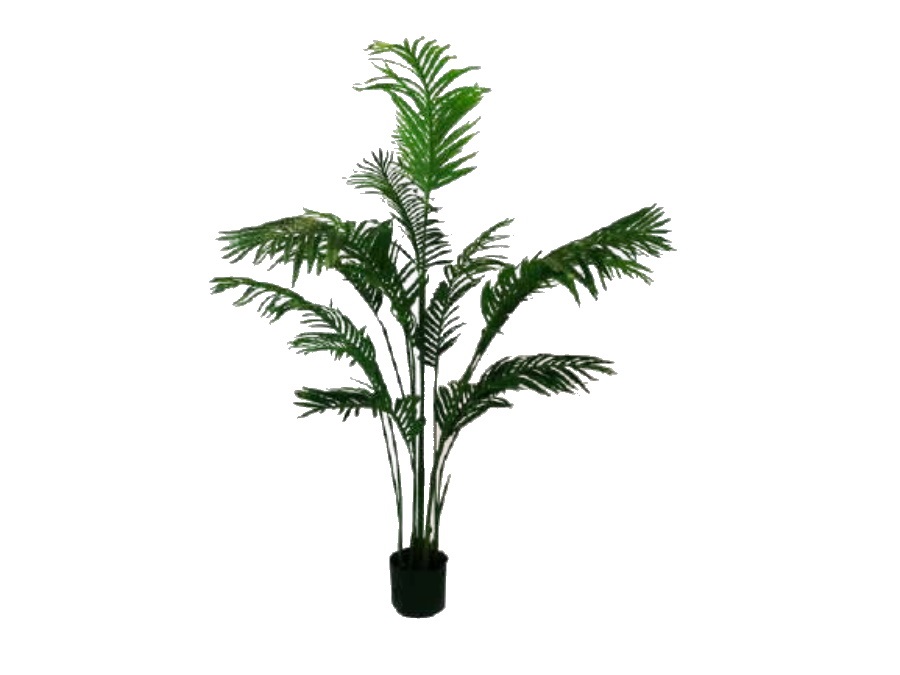 RITUALI DOMESTICI Piantala, areca in vaso, 175 cm