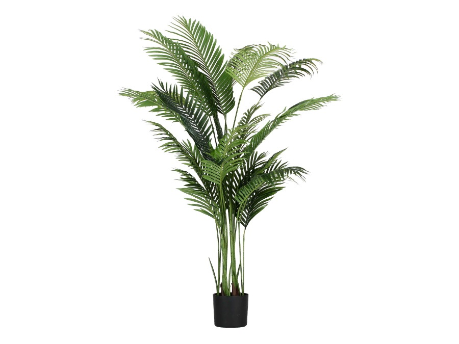 RITUALI DOMESTICI Piantala, areca in vaso, 190 cm