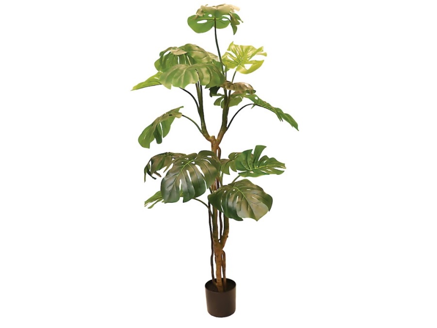 RITUALI DOMESTICI Piantala, monstera in vaso, 145 cm