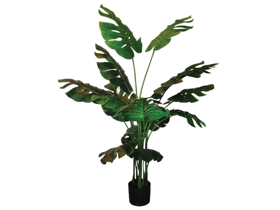 RITUALI DOMESTICI Piantala, monstera in vaso, 160 cm