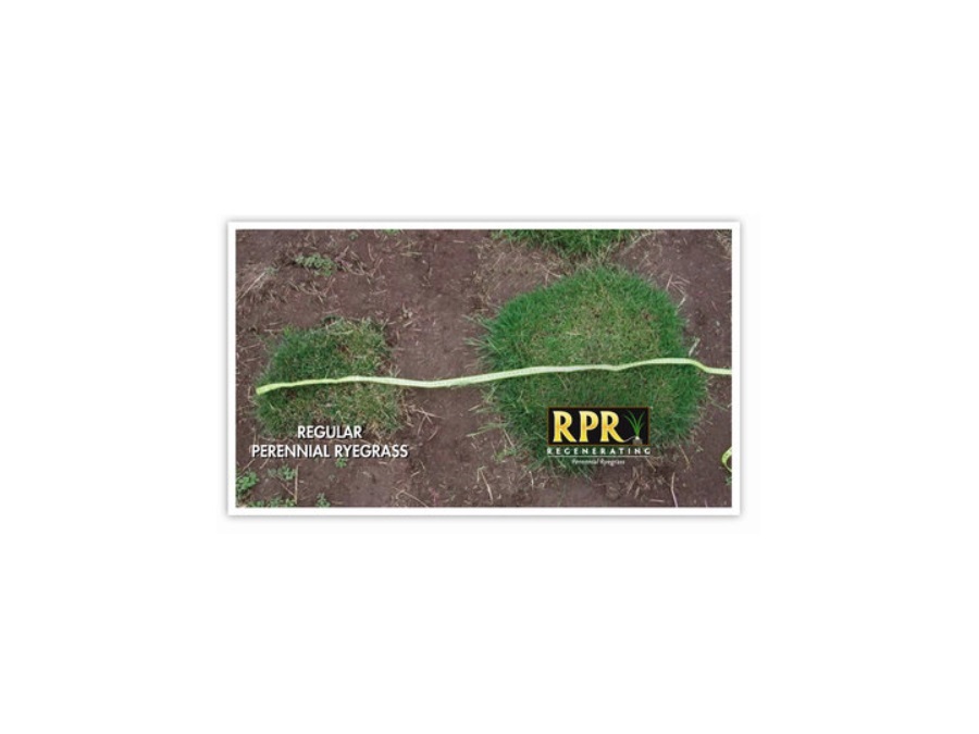BARENBRUG ITALIA S.R.L. RPR (Regenerating Perennial Ryegrass) 15 KG